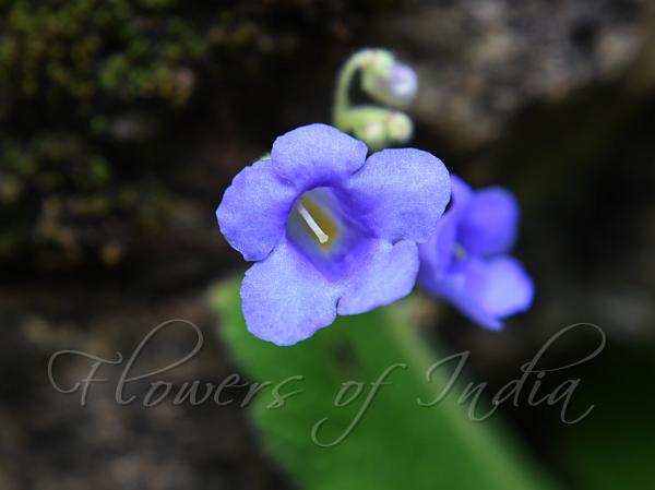 Malabar Stone Flower