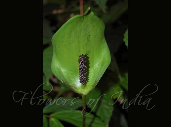 Malabar Tall-Leaf Arum