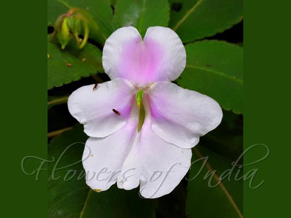 Malabar Whitish Balsam