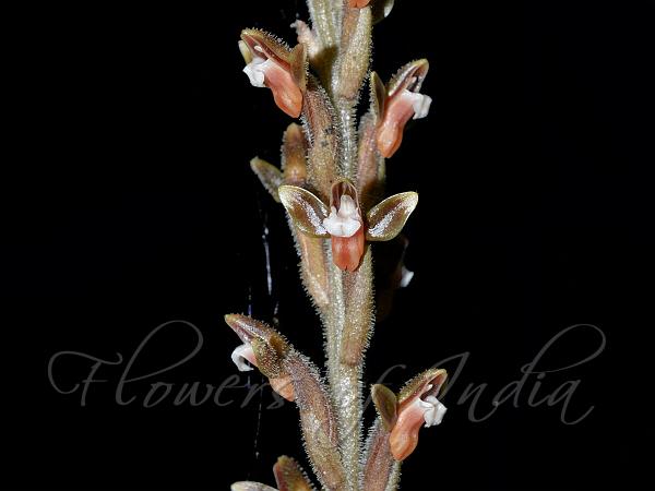 Malay Red-Lip Orchid