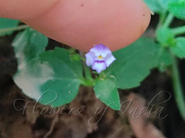 Malaysian Wishbone Flower