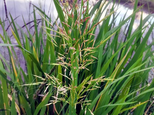 Manchurian Wild Rice