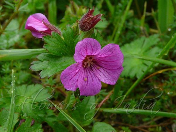 Many-Flower Geranium