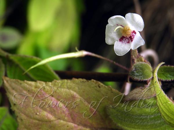 Many-Flowered Leptoboea