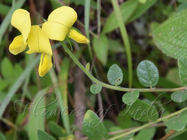 Many-Flowered Rattlepod