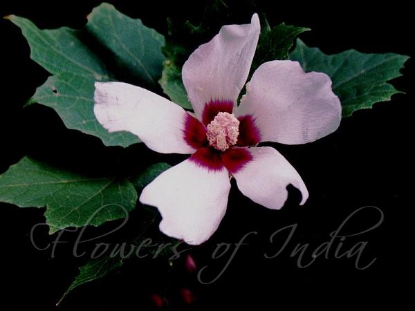 Maple-Leaved Mallow