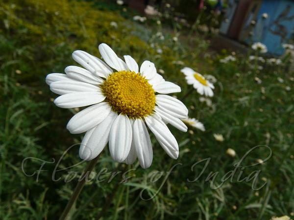 Marguerite Daisy