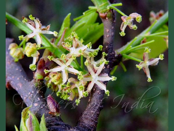 Mediterranean Hackberry