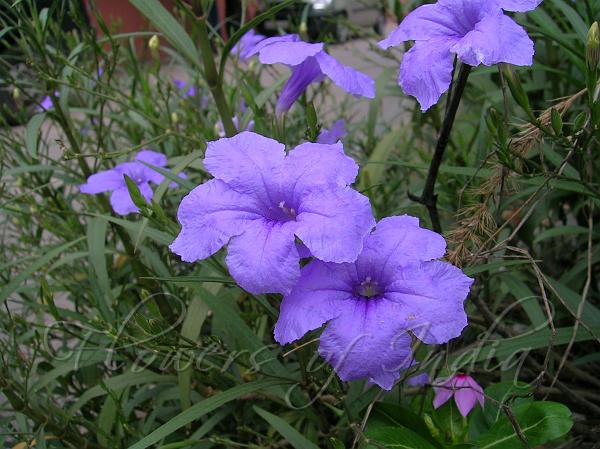 Mexican Petunia