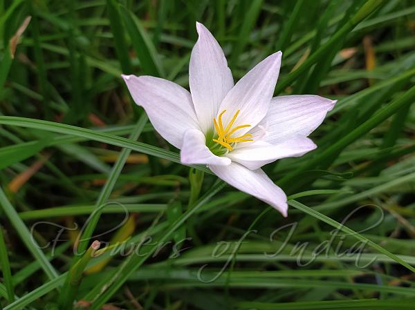 Mid-Grass Rain Lily