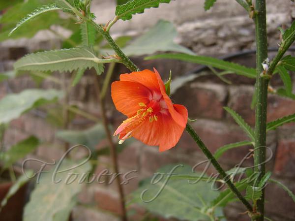 Midday Flower