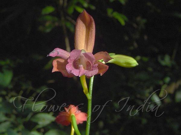 Mishmi Hills Nun's Orchid
