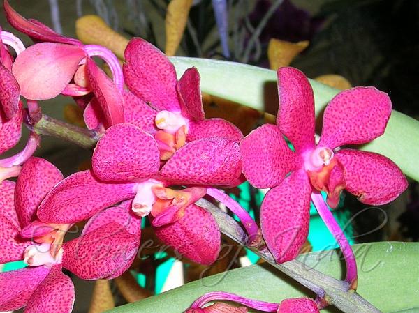 Mokara Red