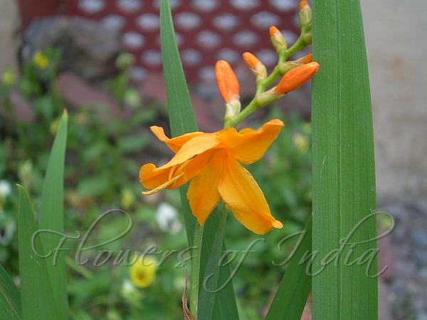 Montbretia