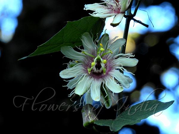 Moon-Leaf Passion Flower