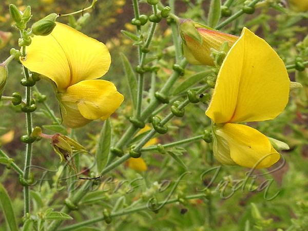 Moon-bract Rattlepod