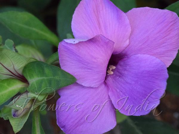 Mountain Bush-Violet