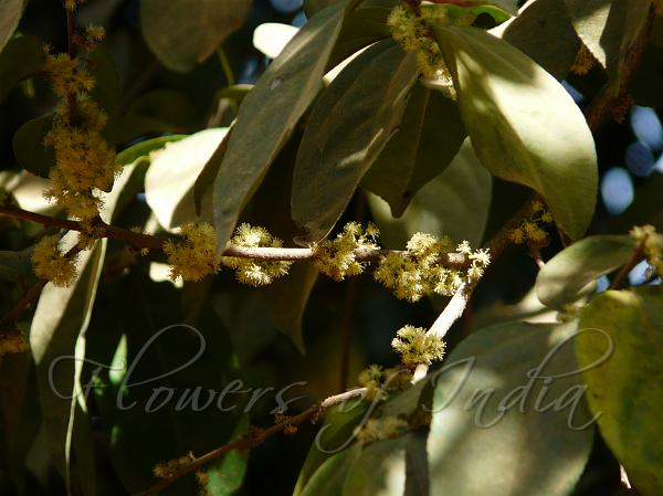 Mountain Sweet Thorn