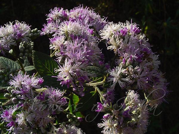 Mountain Vernonia