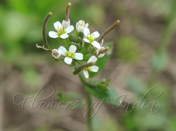 Mouse Ear Cress