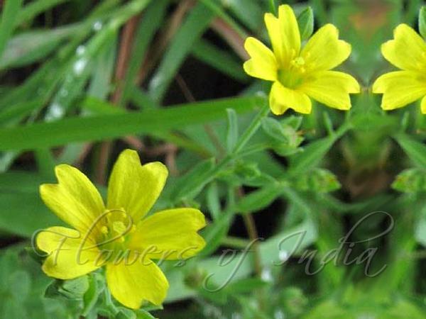 Mysore Flax
