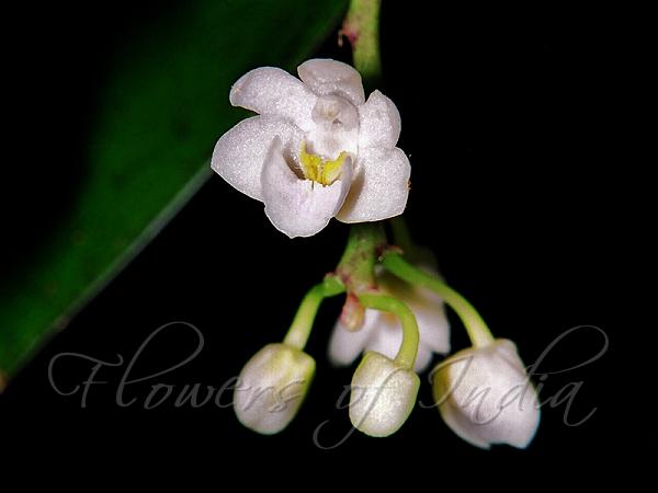 Mysore Moth Orchid