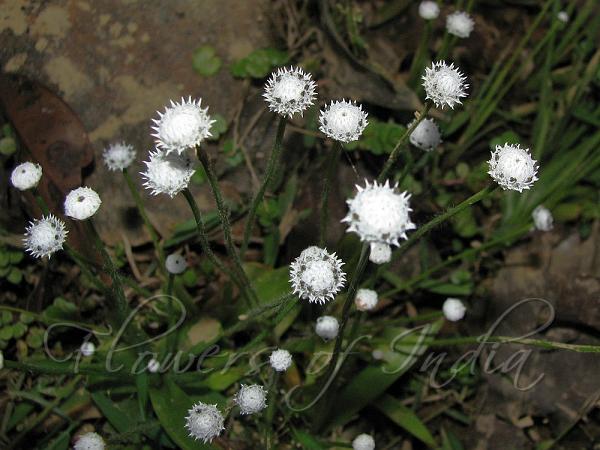 Mysore Pipewort