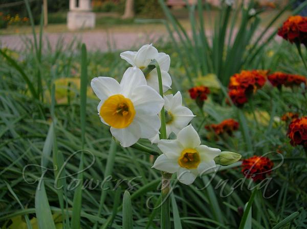 Narcissus Tazetta Nargis