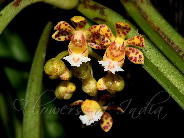 Narrow-Leaf Belly-Lip Orchid