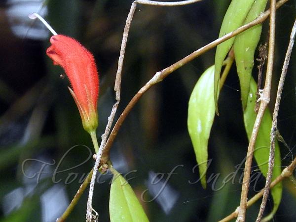 Narrow-Leaf Blushwort