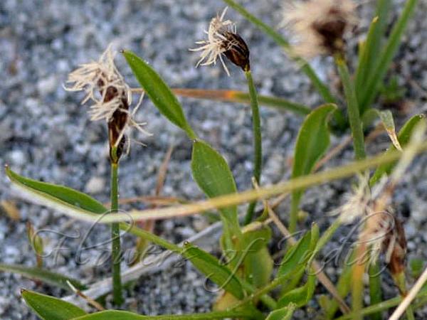 Narrow-Leaf Himalayan Sedge