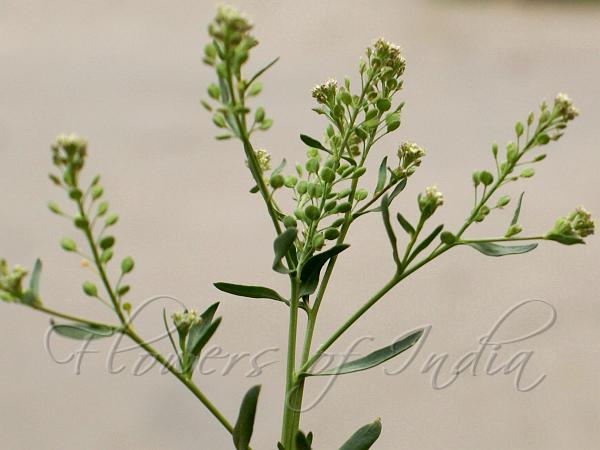 Narrow-Leaved Peppergrass