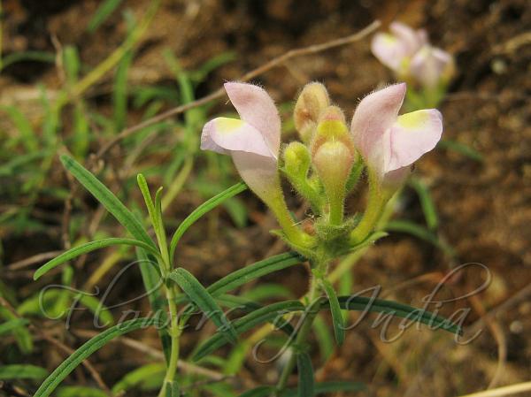 Narrow-Leaved Skullcap
