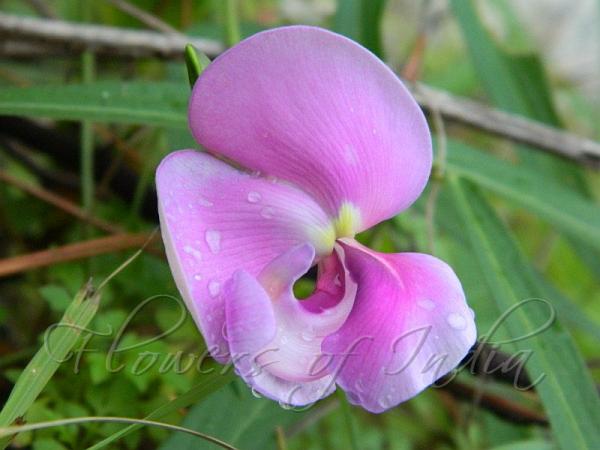 Narrow-Leaved Zombi Pea