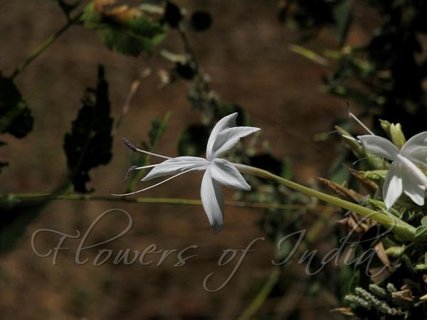 Narrow-Petal Bush-Violet