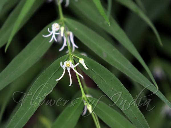 Narrow-Petal Pentasachme