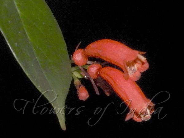 Narrow-Sepal Blushwort