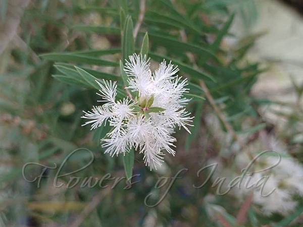 Narrowleaf Paperbark