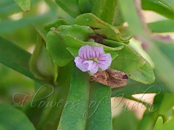 Narrowleaf Water Hyssop