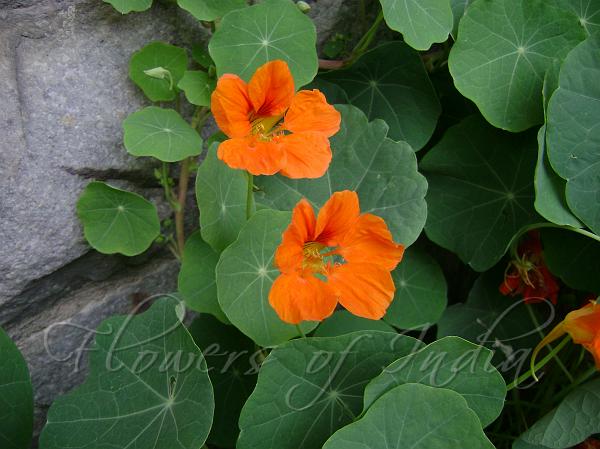 Nasturtium
