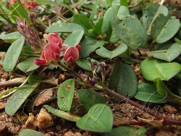 Necklace-Pod Alyce Clover