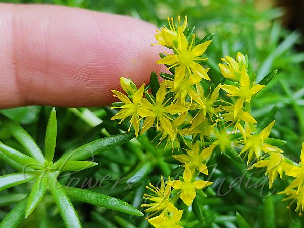 Needle Stonecrop