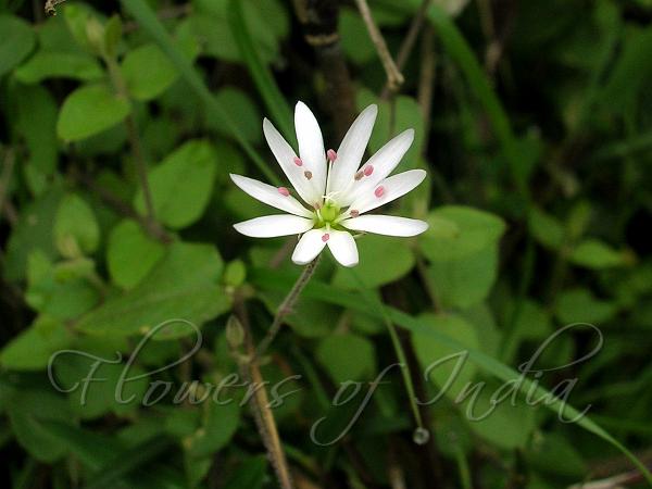 Nepal Chickweed