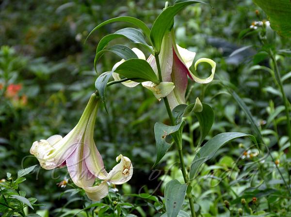 Nepal Lily