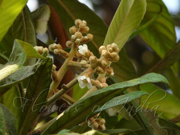 Nepal Loquat