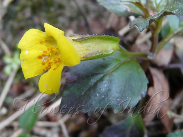Nepal Monkey Flower