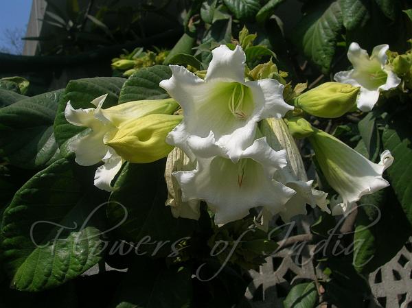 Nepal Trumpet Flower