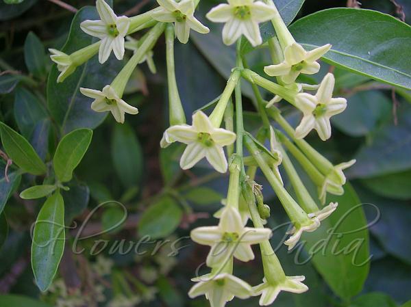 Night Blooming Jasmine