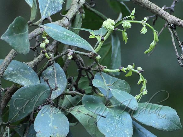 Nilgiri Chestnut Vine