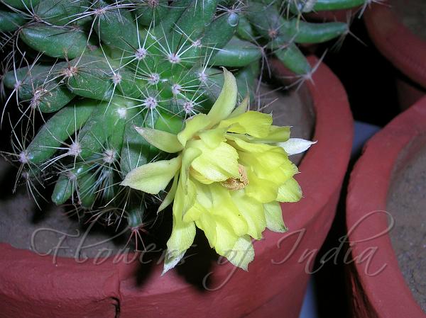Nipple Cactus